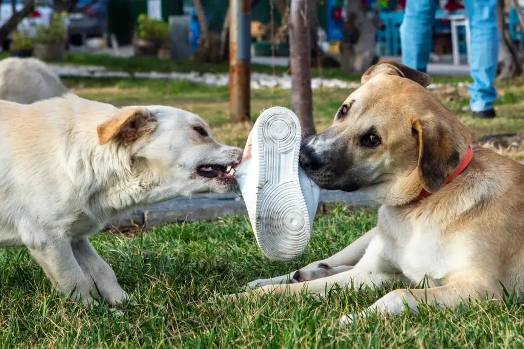 KynoCanis – Hundeschule in Berlin