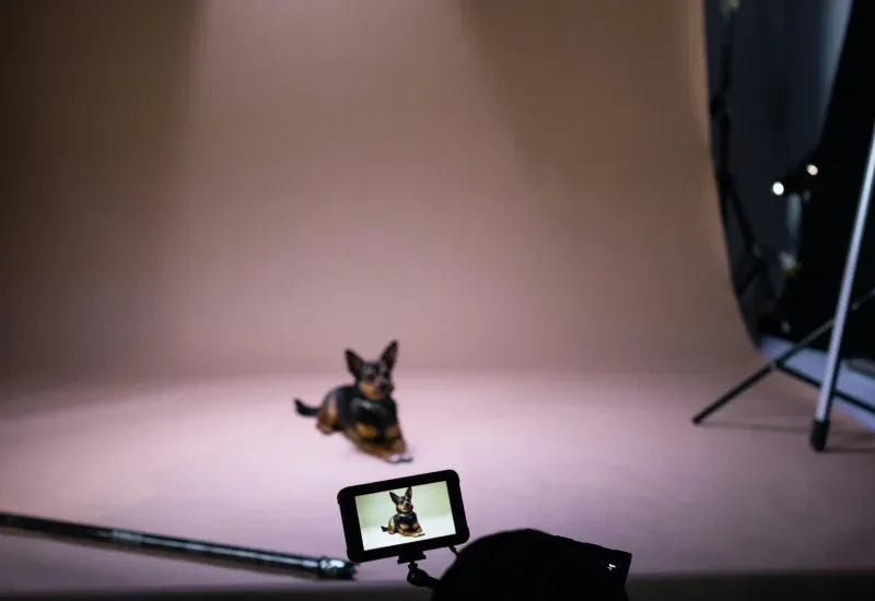 Filmhunde KynoCanis