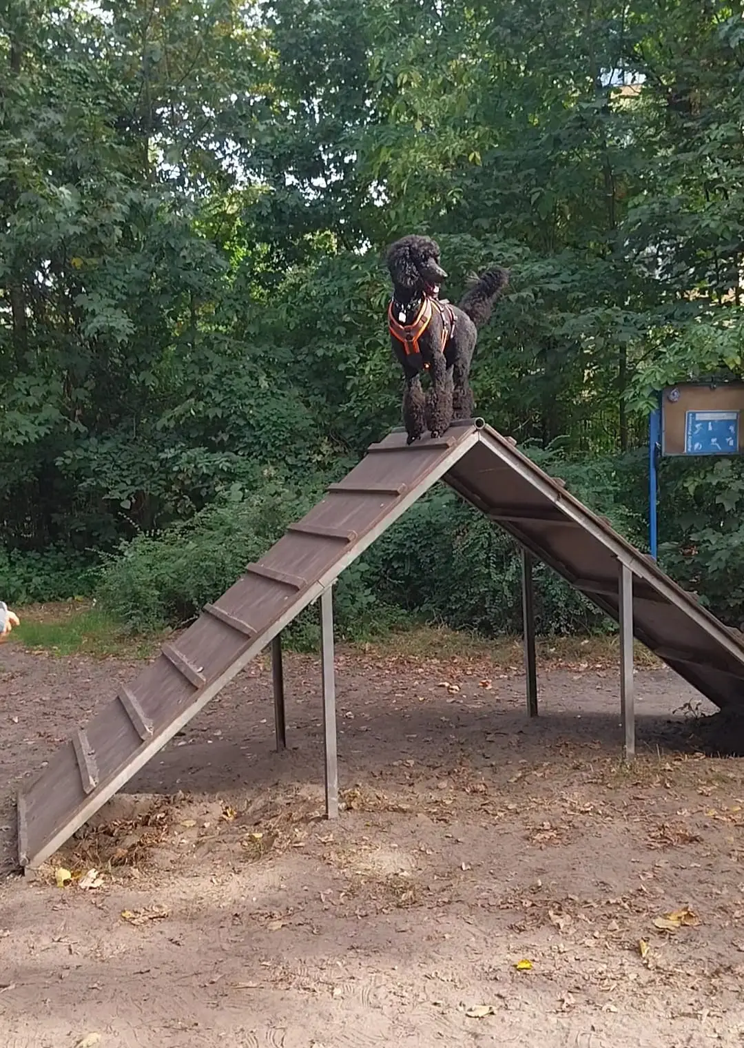 KynoCanis Hundeschule Berlin
