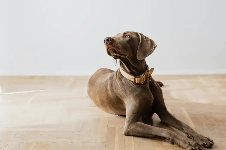 joey hundeschule kynocanis berlin